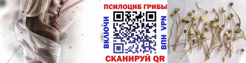 mega маркетплейс  Новоузенск  Псилоцибиновые грибы Magic Shrooms 